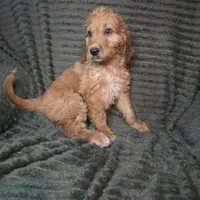 Talulla, a female Irish Doodle for sale in Lake City, FL – 1 of 10