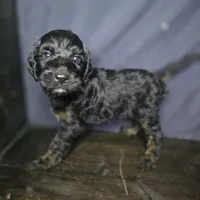 Bree, a female Irish Doodle for sale in Lake City, FL – 4 of 10