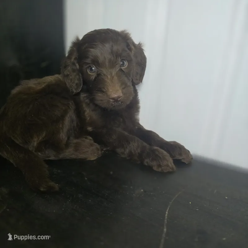 Roisin – Irish Doodle puppy for sale in Lake City, FL