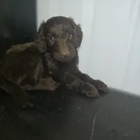 Roisin, a female Irish Doodle for sale in Lake City, FL – 1 of 3