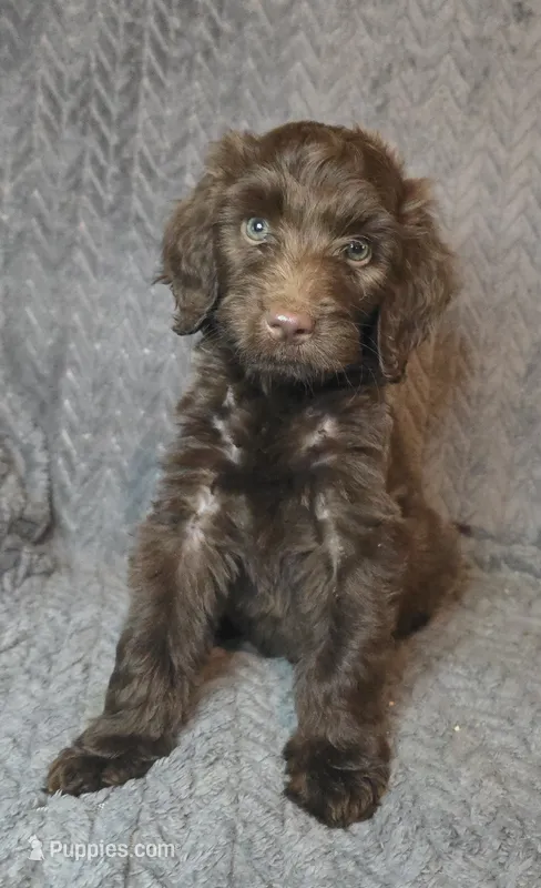 Roisin – Irish Doodle puppy for sale in Lake City, FL