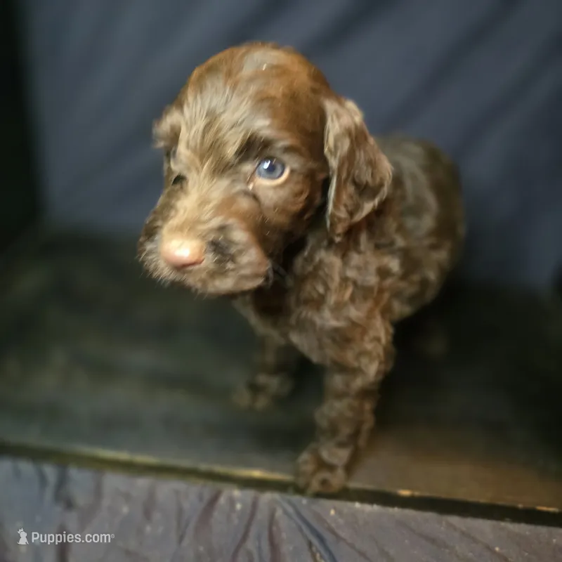 Ferris – Irish Doodle puppy for sale in Lake City, FL