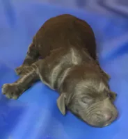 Aisling, a female Irish Doodle for sale in Lake City, FL – 4 of 6