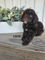 Ewok, a male Cockapoo for sale in Lake City, FL – Photo 6 of 6