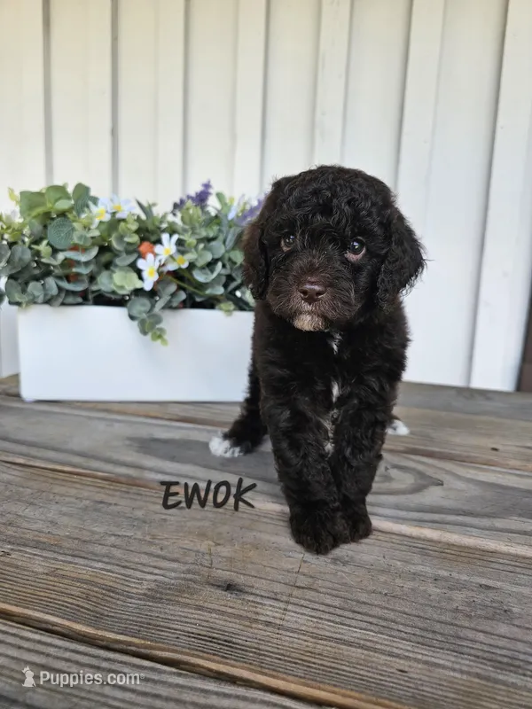 Ewok – Cockapoo puppy for sale in Lake City, FL