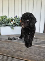 Ewok, a male Cockapoo for sale in Lake City, FL – Photo 5 of 6
