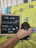 Ewok, a male Cockapoo for sale in Lake City, FL – Photo 1 of 2