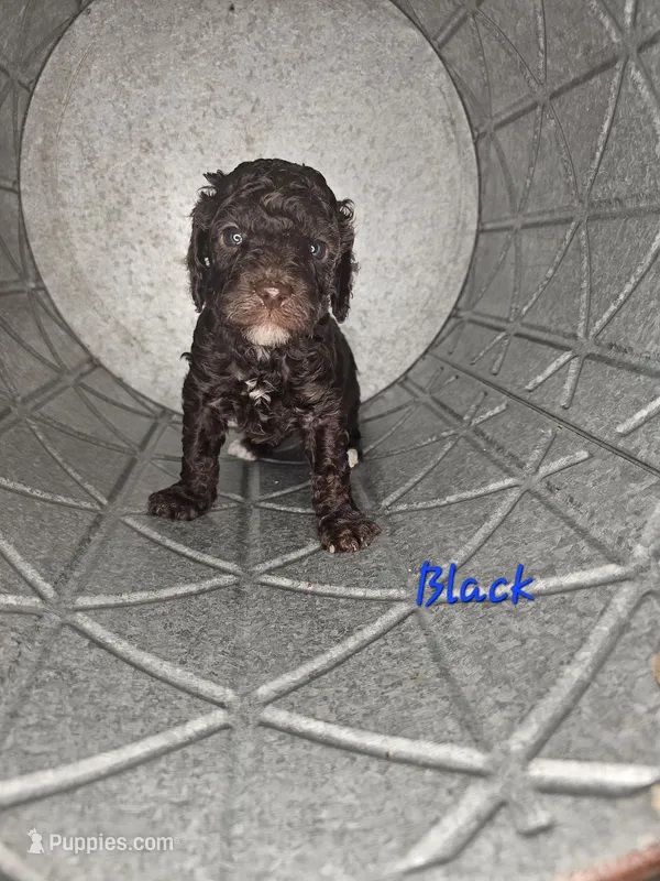 Ewok – Cockapoo puppy for sale in Lake City, FL