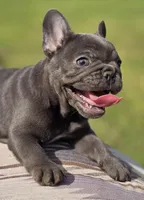 Tiff, a female French Bulldog for sale in Lake City, FL – Photo 4 of 6