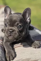 Tiff, a female French Bulldog for sale in Lake City, FL – Photo 6 of 6