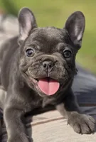 Tiff, a female French Bulldog for sale in Lake City, FL – Photo 3 of 6