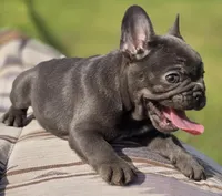 Tiff, a female French Bulldog for sale in Lake City, FL – Photo 5 of 6