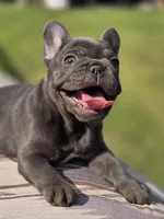 Tiff, a female French Bulldog for sale in Lake City, FL – Photo 2 of 6