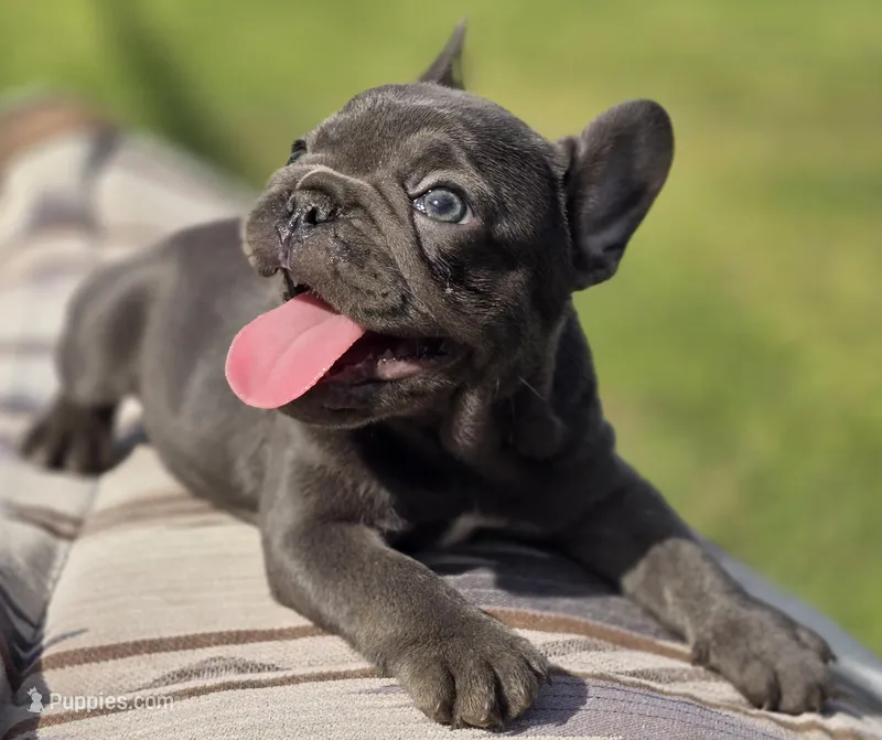 Tiff – French Bulldog puppy for sale in Lake City, FL