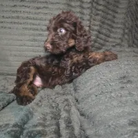 Sullivan, a male Irish Doodle for sale in Lake City, FL – 8 of 8