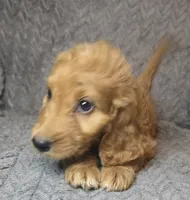 Talulla, a female Irish Doodle for sale in Lake City, FL – 5 of 10