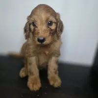 Grady, a male Irish Doodle for sale in Lake City, FL – 4 of 5