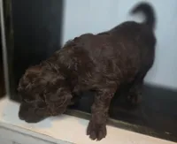 Slinky Dog, a male Goldendoodle for sale in Lake City, FL – 3 of 5