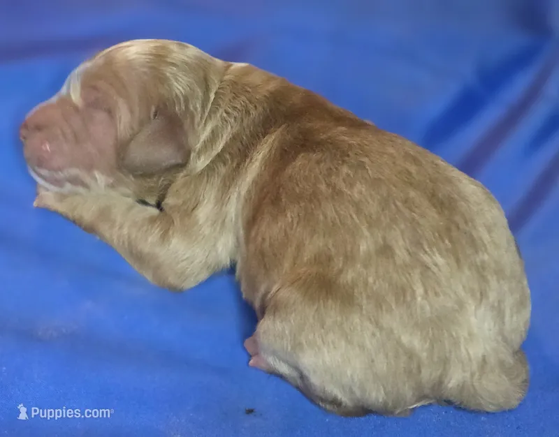 Talulla – Irish Doodle puppy for sale in Lake City, FL