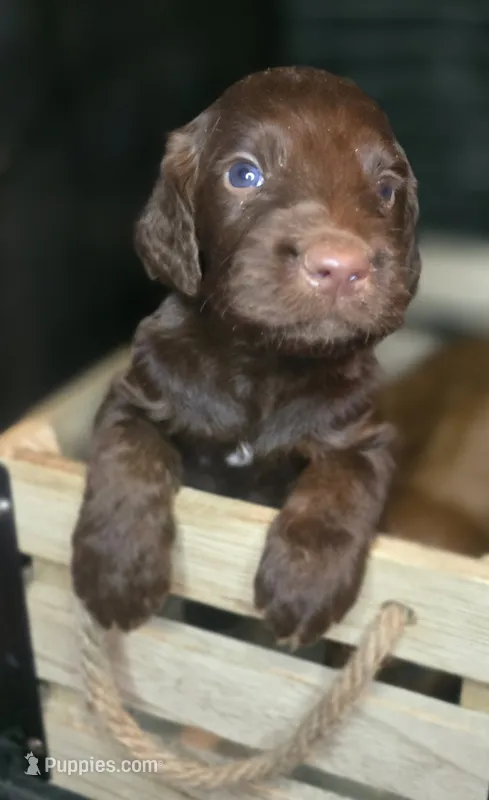 Rian – Irish Doodle puppy for sale in Lake City, FL