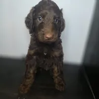Rian, a male Irish Doodle for sale in Lake City, FL – 3 of 3
