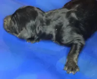 Bree, a female Irish Doodle for sale in Lake City, FL – 2 of 4