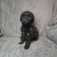 Hamlet, a male Goldendoodle for sale in Lake City, FL – 2 of 3