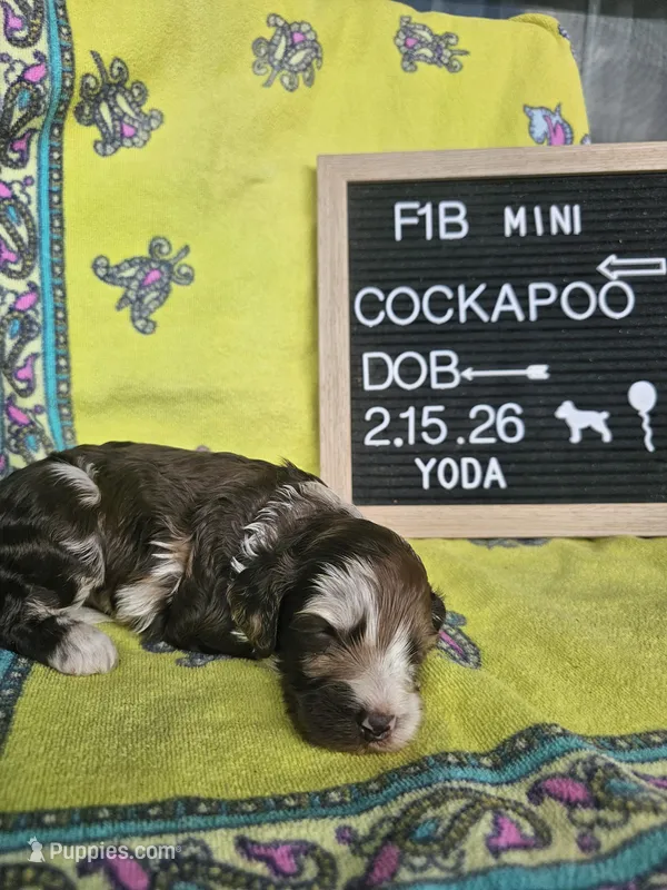 Yoda – Cockapoo puppy for sale in Lake City, FL