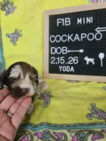 Yoda, a male Cockapoo for sale in Lake City, FL – Photo 3 of 3