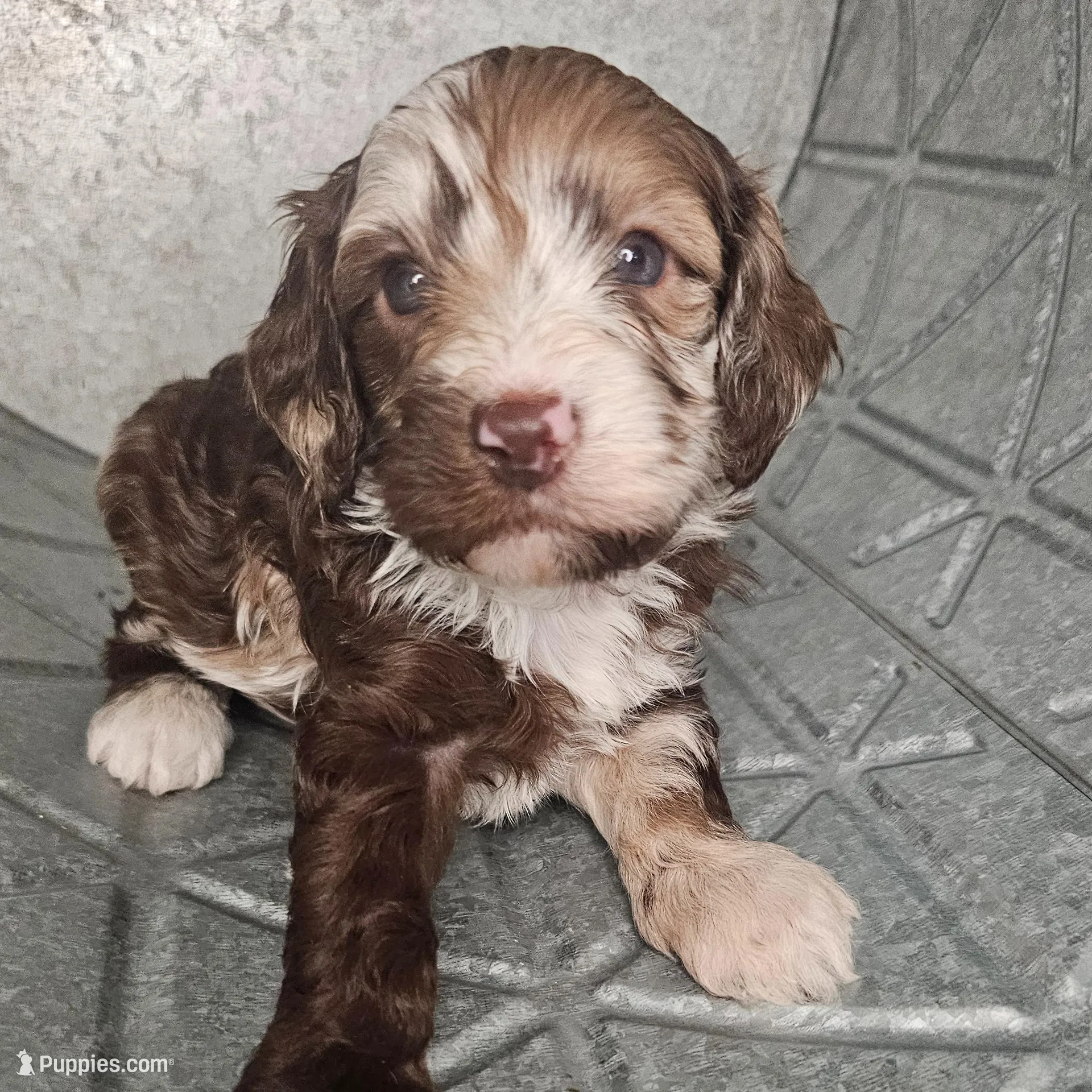 Yoda – Cockapoo puppy for sale in Lake City, FL
