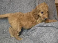 Talulla, a female Irish Doodle for sale in Lake City, FL – 7 of 10
