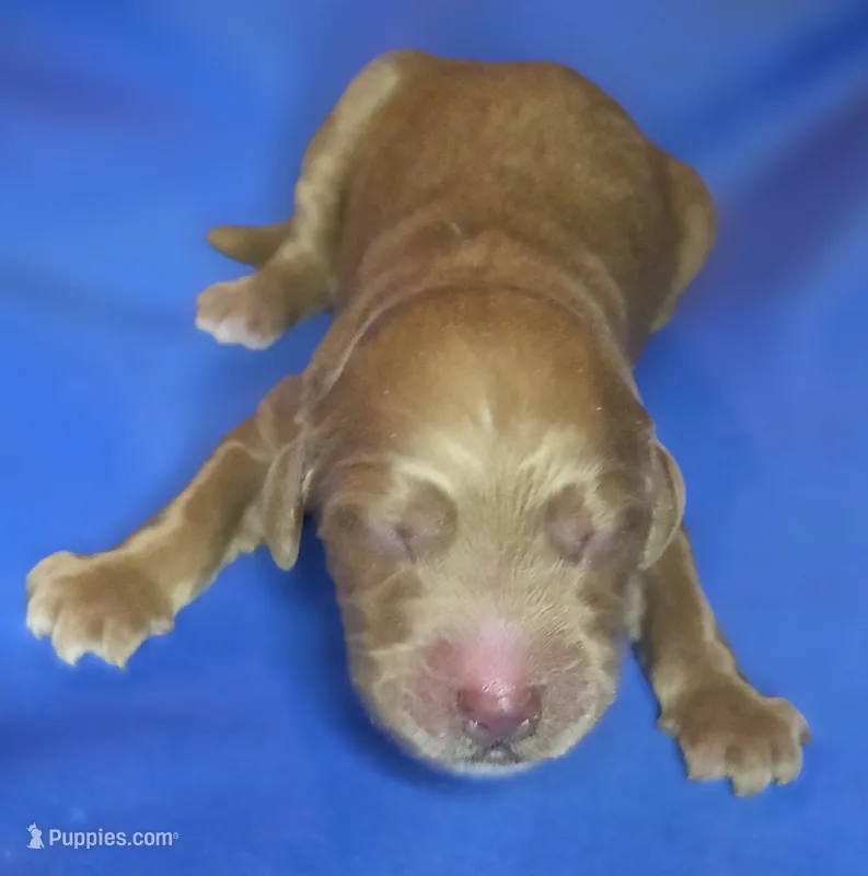 Finnian – Irish Doodle puppy for sale in Lake City, FL