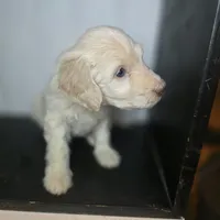 Lily Pad, a female Goldendoodle for sale in Lake City, FL – 3 of 3
