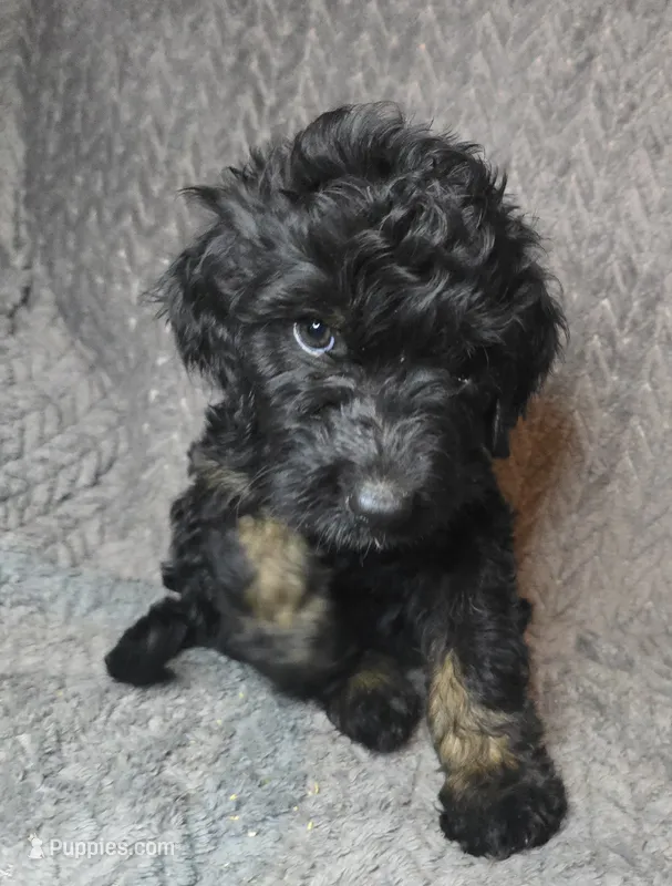 Bree – Irish Doodle puppy for sale in Lake City, FL