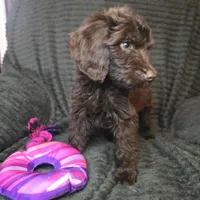 Roisin, a female Irish Doodle for sale in Lake City, FL – 3 of 6