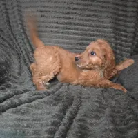 Talulla, a female Irish Doodle for sale in Lake City, FL – 9 of 10