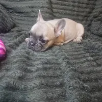 Olive, a female French Bulldog for sale in Lake City, FL – 3 of 4