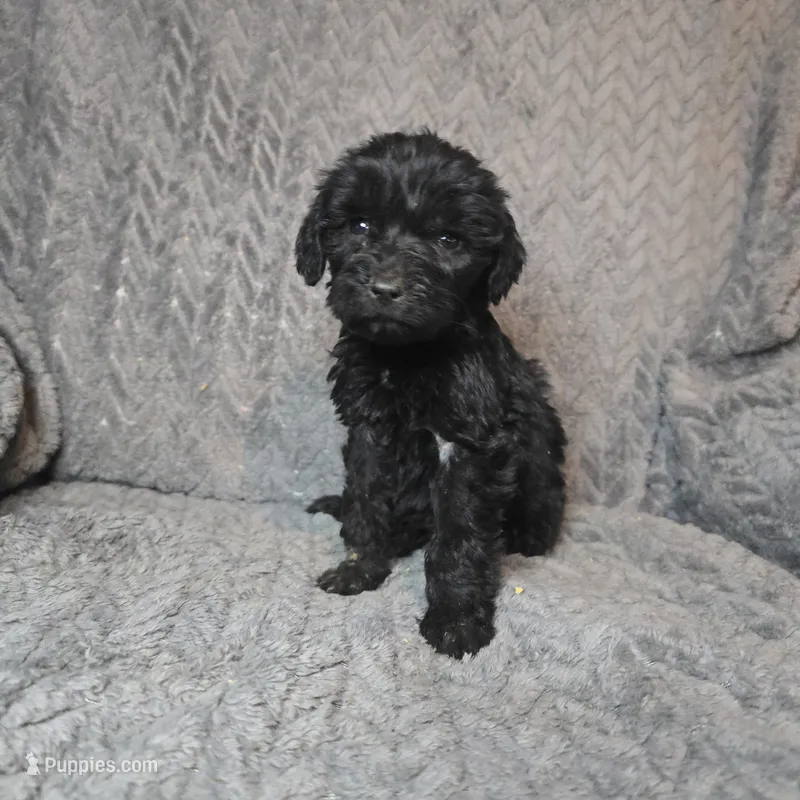 Hamlet – Goldendoodle puppy for sale in Lake City, FL