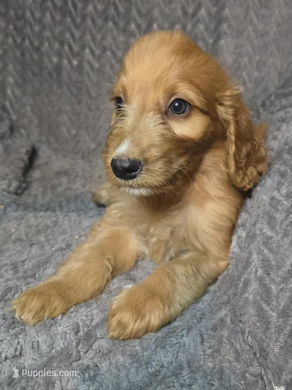 Finnian – Irish Doodle puppy on hold in Lake City, FL