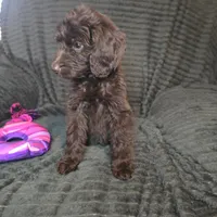 Roisin, a female Irish Doodle for sale in Lake City, FL – 5 of 6