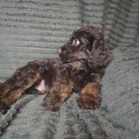 Sullivan, a male Irish Doodle for sale in Lake City, FL – 5 of 8
