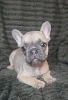 Olive, a female French Bulldog for sale in Lake City, FL – 1 of 4