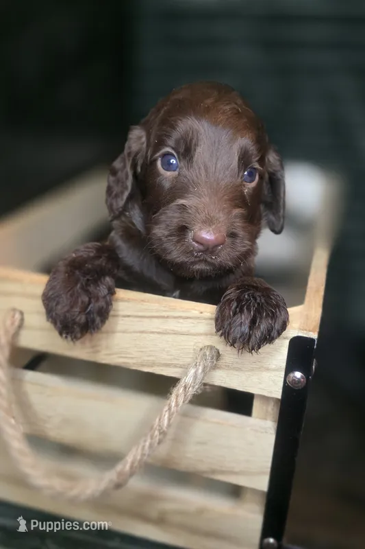 Sullivan – Irish Doodle puppy for sale in Lake City, FL