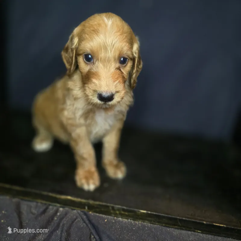 Talulla – Irish Doodle puppy for sale in Lake City, FL