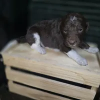 Woody, a male Goldendoodle for sale in Lake City, FL – 4 of 8