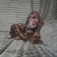 Sullivan, a male Irish Doodle for sale in Lake City, FL – 7 of 8