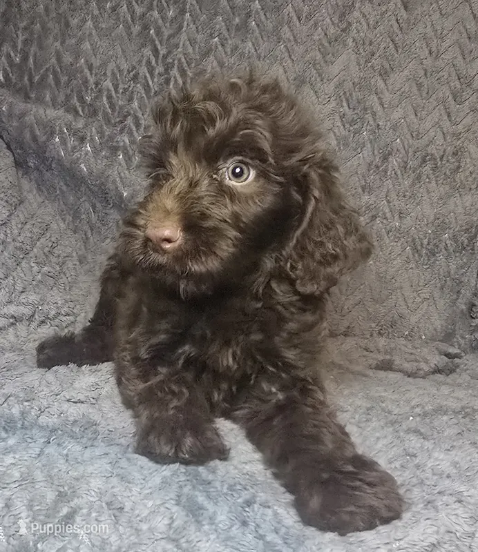 Rian – Irish Doodle puppy for sale in Lake City, FL