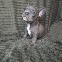 Abby, a female French Bulldog for sale in Lake City, FL – 5 of 5
