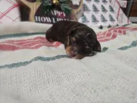 Cider, a male Miniature Bernedoodle for sale in Lake City, FL – Photo 2 of 3