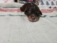 Cider, a male Miniature Bernedoodle for sale in Lake City, FL – Photo 1 of 3